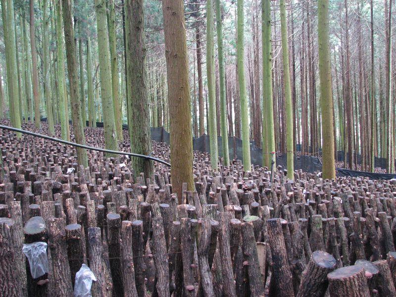 ふるさと納税 大分県産花どんこ椎茸300 原木栽培 肉厚 干し椎茸 訳あり Southwestne Com