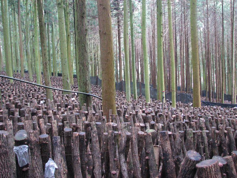 【ふるさと納税】大分県産特上どんこ椎茸200g肉厚原木栽培干し椎茸