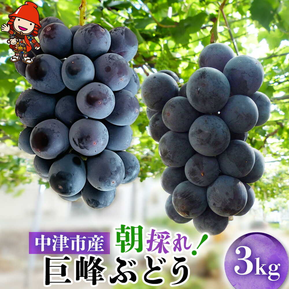 【ふるさと納税】【先行予約】大分県中津市産 巨峰ぶどう 3kg 種あり 中野観光ぶどう園 ブドウ ぶどう 葡萄果物 フルーツ くだもの  大分県産 九州産 中津市 国産 送料無料【発送：2025年8月お盆明け～2025年9月初旬頃の予定】