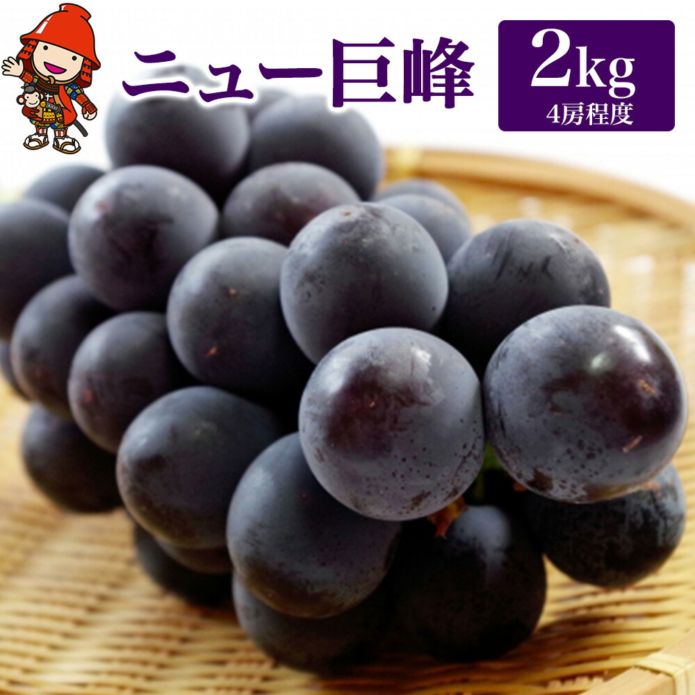 【ふるさと納税】【先行予約】【数量限定】宮内果樹観光園のニュー巨峰 約2kg ぶどう 4房程度 | フルーツ 果物 くだもの ブドウ 葡萄 巨峰 ニュー巨峰 産地直送 大分県 中津市 国産 送料無料【発送は2025年8月5日～2025年9月10日頃の予定】