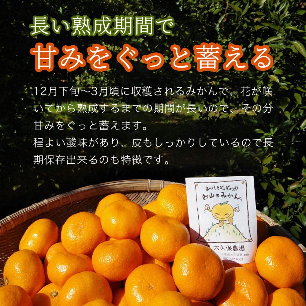 ふるさと納税 数量限定 先行予約 大久保農場の有機肥料育ち 晩生温州みかん5kg 傷み補償分 3個 完熟お山のみかん5kg S