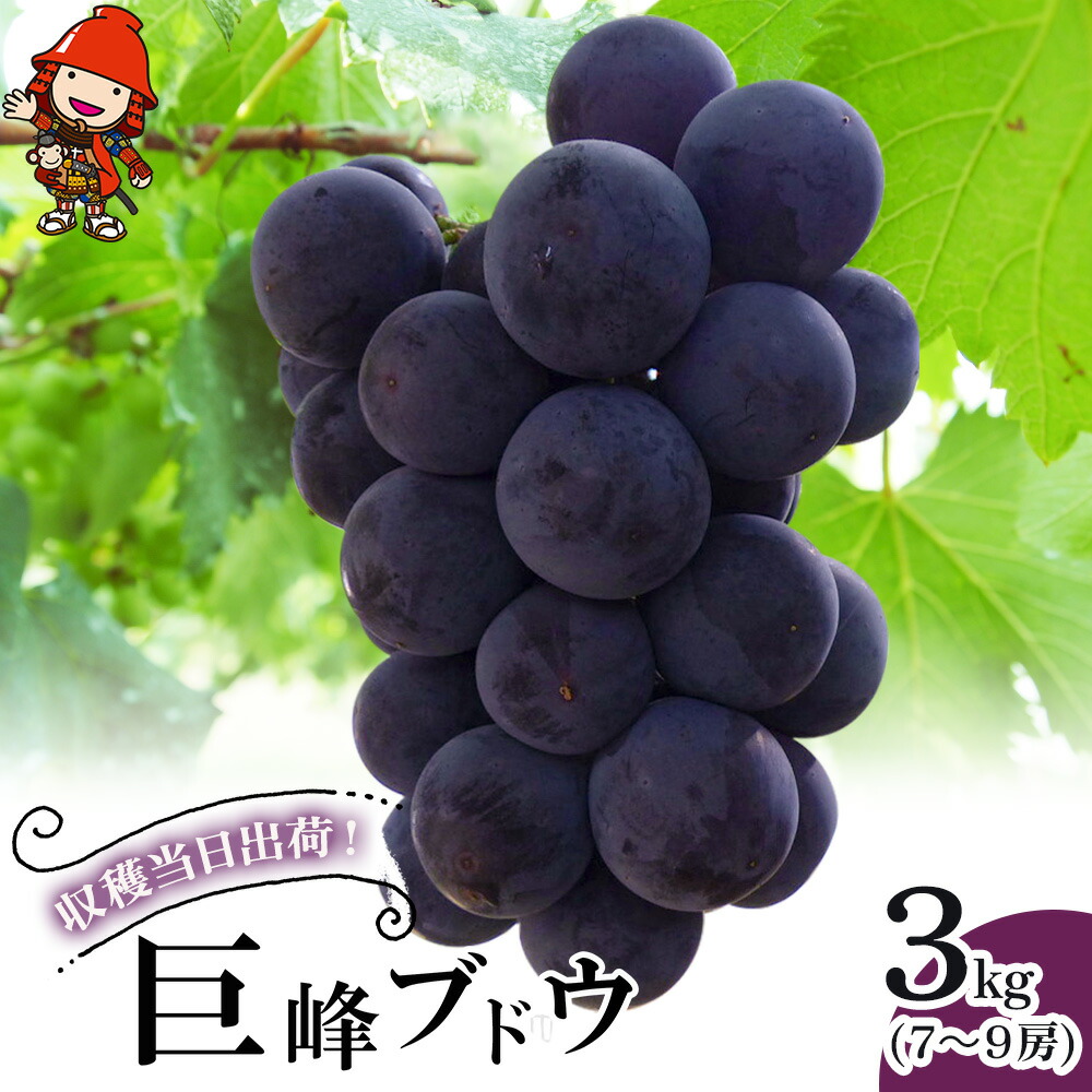 【ふるさと納税】巨峰ブドウ 約3kg (7～9房)  | ＜先行予約＞ 種あり ブドウ ぶどう 葡萄果物 フルーツ くだもの 産地直送 甘い 大分県産 九州産 中津市 国産 送料無料【発送：2025年8月中旬～9月中旬頃までの予定】