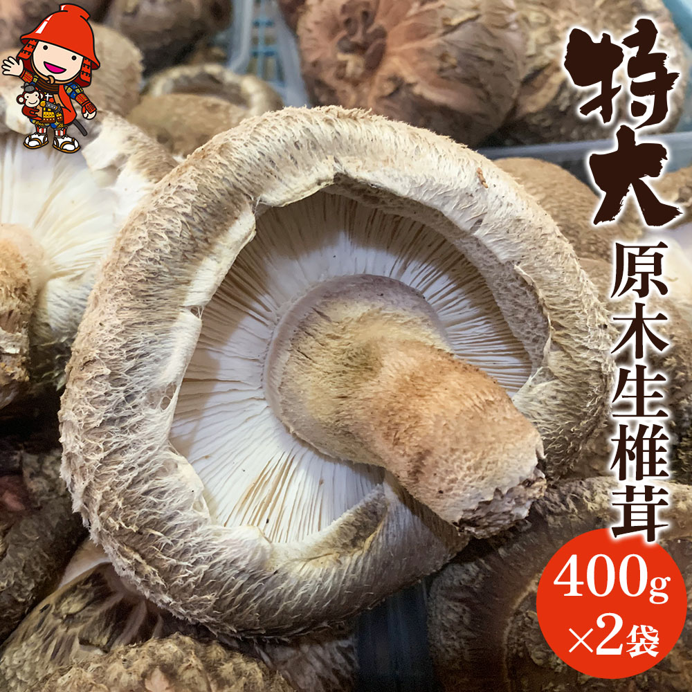 【ふるさと納税】特大 原木生椎茸 400g×2 | きのこ キノコ しいたけ シイタケ 椎茸 原木栽培 生しいたけ 生シイタケ 生椎茸 どんこ 大分県産 九州産 国産 大分県 中津市【2025年11月1日～11月30日まで順次発送予定】