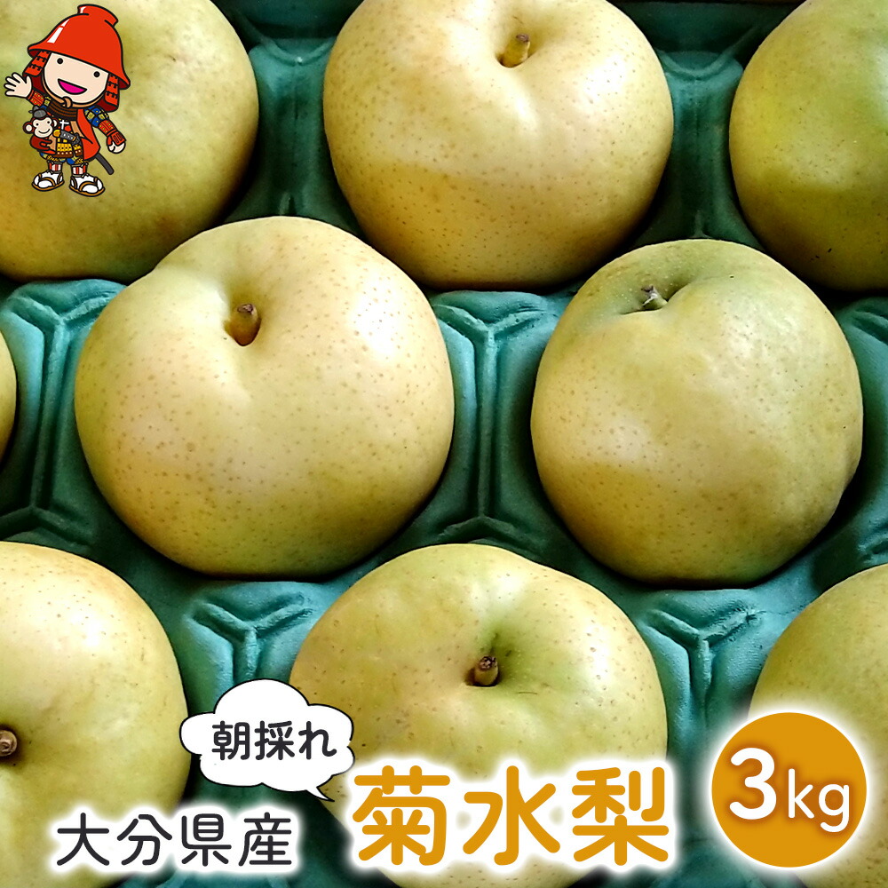 【ふるさと納税】梨 菊水梨 約3kg いわき農園  ＜先行予約＞ ｜ 梨 なし 【11度以上】糖度計使用 数量限定 新鮮 産地直送 果物 くだもの フルーツ ギフト 大分県産 九州産 中津市 国産 送料無料 【発送は2025年8月下旬～2025年9月中旬までの予定】
