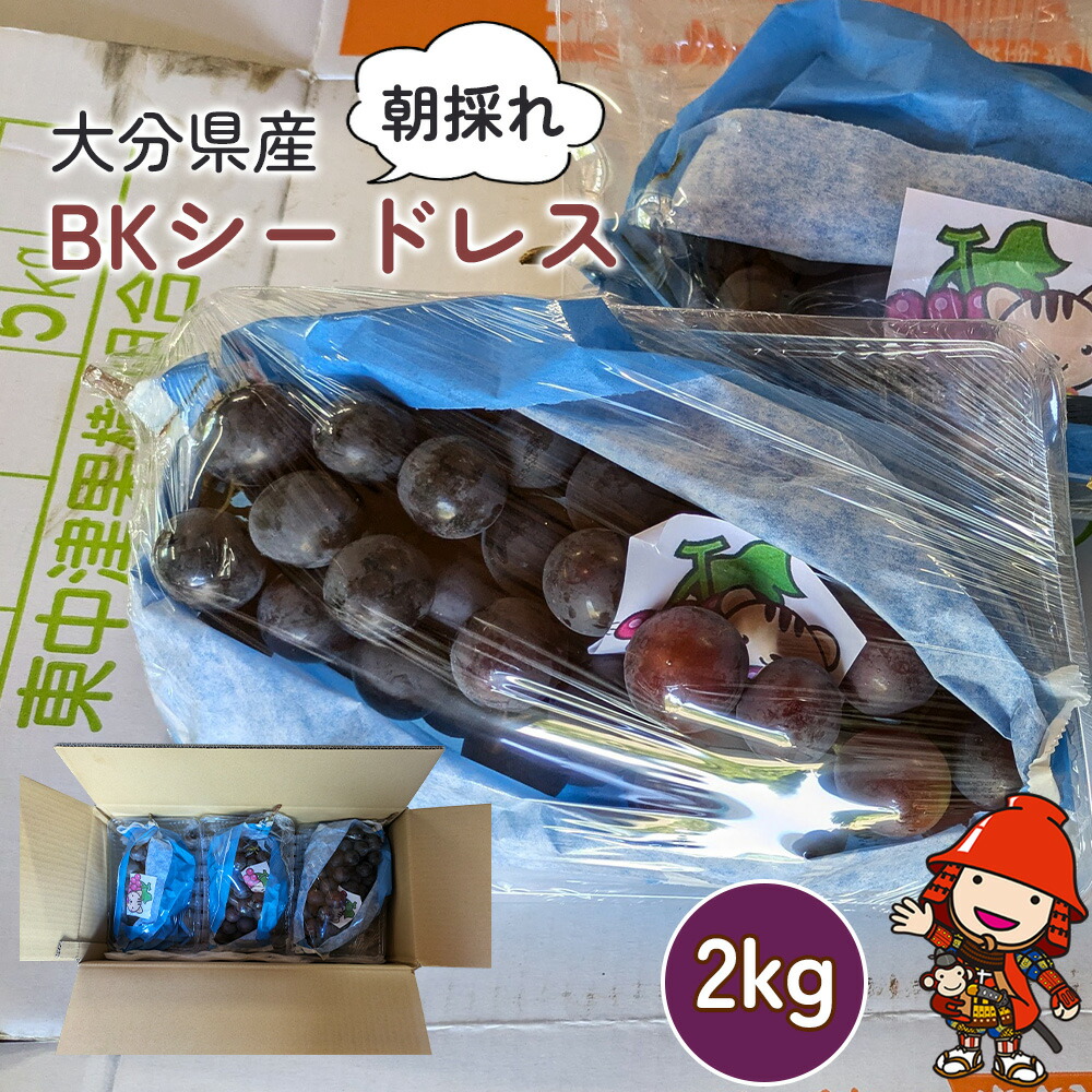【ふるさと納税】BKシードレス 約2kg (約3～4房) | いわき農園 葡萄 マスカットベリーA 巨峰 ぶどう ブドウ 種なし 数量限定 新鮮 産地直送 果物 くだもの フルーツ ギフト 大分県産 九州産 大分県 中津市【発送は2025年8月下旬～2025年10月5日までの予定】