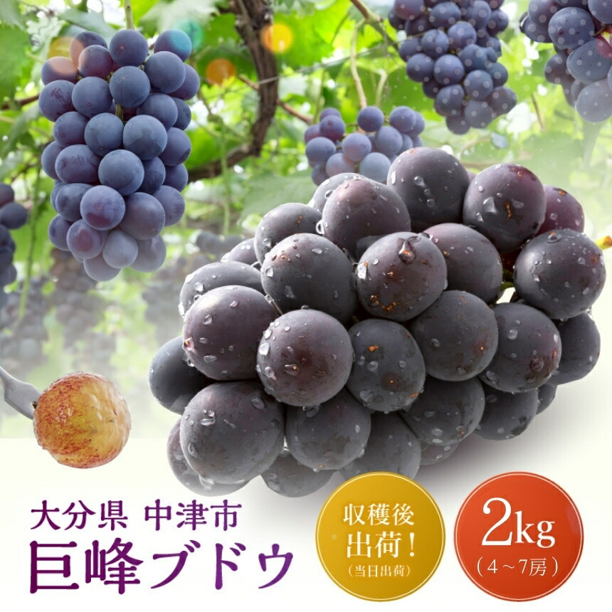 楽天市場】【ふるさと納税】【先行予約】巨峰ブドウ 約3kg (7～10房