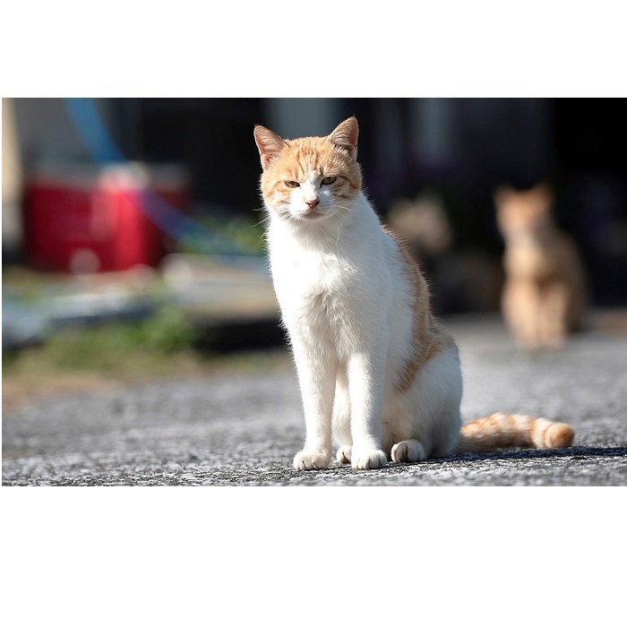 ふるさと納税 その他 でぃーぷまりん 深島の猫へ寄付と深島猫グッズ Aプラン 大分県佐伯市 猫用品 大分県佐伯市