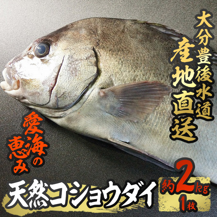 楽天市場】【ふるさと納税】天然 イシダイ (約2kg・計1-3枚) 直送 産直