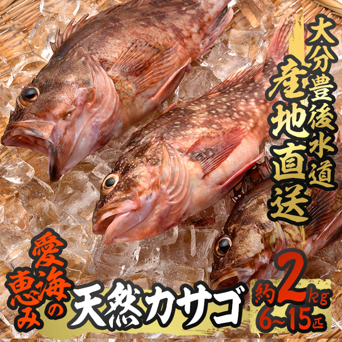 【楽天市場】【ふるさと納税】天然 カサゴ (約2kg・計6-15匹) 直送 産直 漁師 魚 鮮魚 天然 カサゴ 白身魚 獲れたて 刺身 煮つけ フライ 唐揚げ 塩焼き 冷蔵 豊後水道 鮮魚 大分県 佐伯市【CS15】【 (有)丸昌水産】:大分県佐伯市