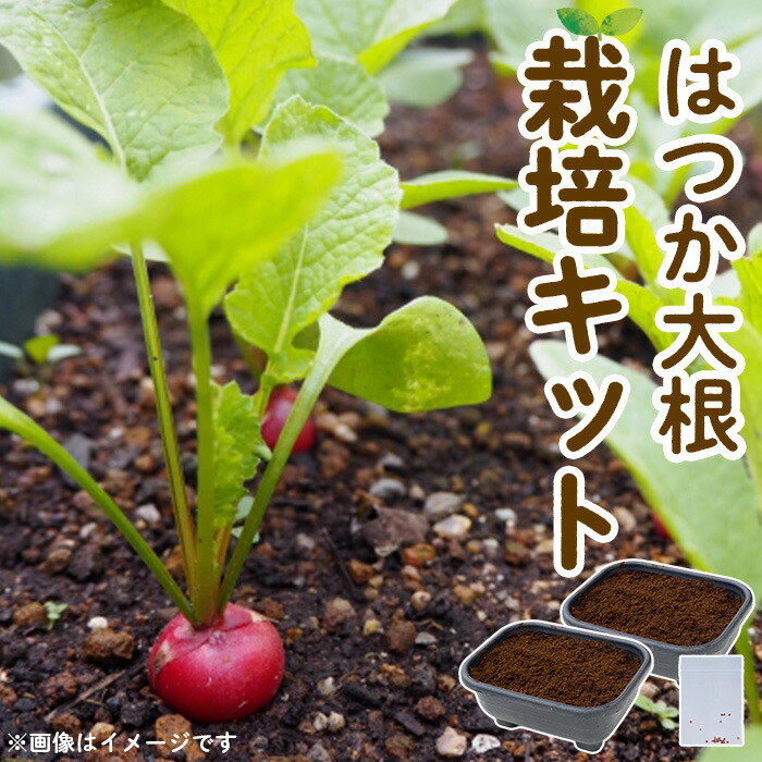 【ふるさと納税】はつか大根栽培キット 甘日大根 二十日大根 家庭菜園 庭 ベランダ 手軽 栽培野菜 大分県 佐伯市【HD237】【さいき本舗 城下堂】