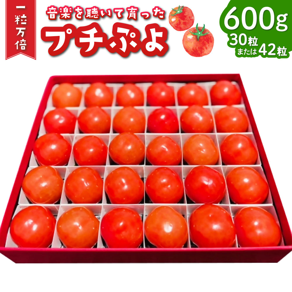 【ふるさと納税】音楽を聴いて育った プチぷよ🍅 一粒万倍 黒／赤BOX【30粒or42粒】約600g プチぷよ ミニトマト トマト とまと 野菜 高糖度 箱 国産 大分県産 竹田市 送料無料【2025年7月上旬-11月上旬発送予定】