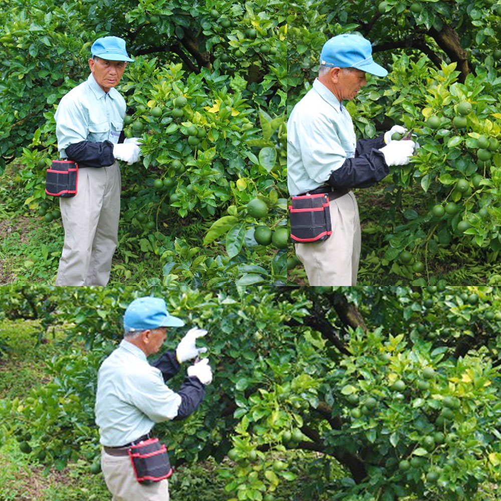 予約 柑橘 4kg 50玉前後 イエローかぼす 果汁たっぷり ふるさと納税 カボス イエローかぼす 竹田市 かぼす くだもの 大分 料理 柑橘 送料無料 完熟 フルーツ