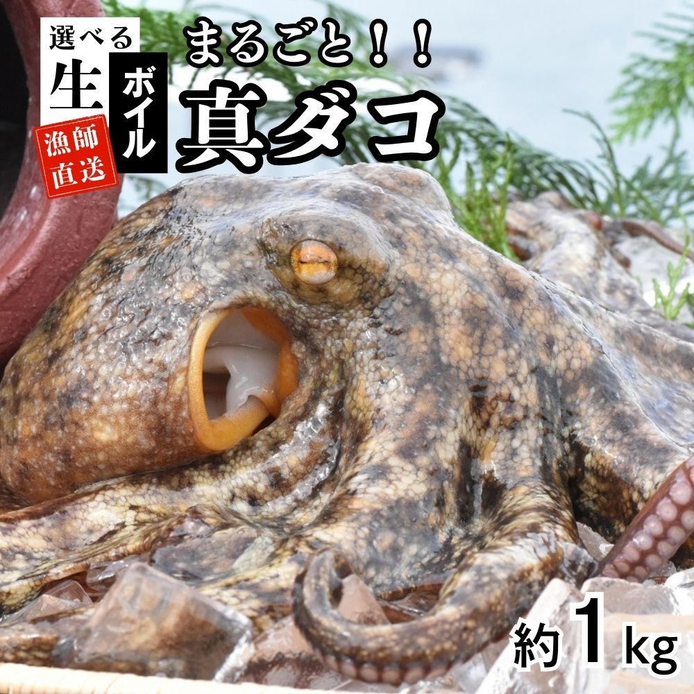 【ふるさと納税】たこ 真ダコ 選べる仕様【生／ボイル】 1kg 丸ごと 1～4匹  船上活締め！！下処理済 新鮮 マダコ 冷凍  真蛸 なま 活き締め  真空パック