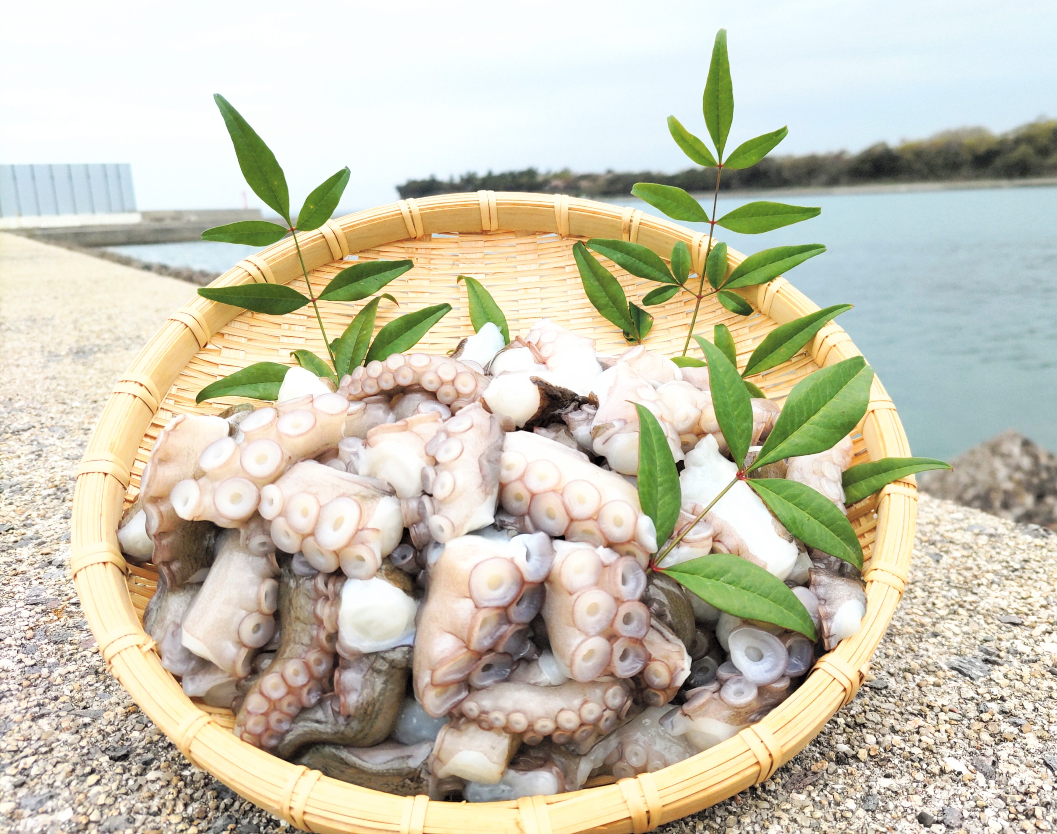 【ふるさと納税】修福丸ん　岬たこ　生たこぶつ切り食べきりサイズ（200g×5袋）