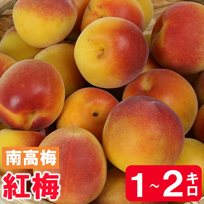 【ふるさと納税】ひらそ農園の紅梅 1kg～2kg 梅 南高梅 紅梅 梅干し 梅酒 梅酒用 梅干 梅シロップ 梅ジャム 1キロ 2キロ 数量限定 先行予約 6月 ＜004-703＞