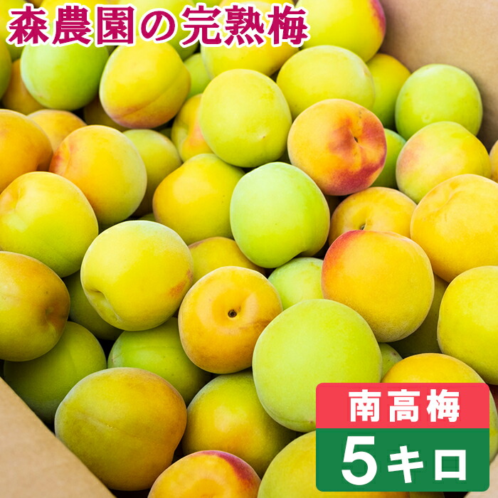 【ふるさと納税】森農園の完熟梅(南高梅) 5kg 梅 南高梅 完熟梅 梅干し 梅干 梅干し用 梅酒 梅シロップ 梅ジャム 5キロ 数量限定 先行予約 6月 ＜162-003＞