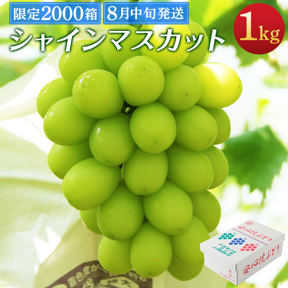 楽天市場 ふるさと納税 シャインマスカット 1kg 2房 00箱限定 好評につき在庫追加 安心院 宇佐市産 予約 8月中旬 10月下旬頃まで順次発送 ぶどう ブドウ 葡萄 マスカット お取り寄せ フルーツ 果物 送料無料 大分県宇佐市