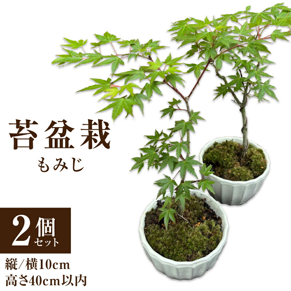 【ふるさと納税】苔盆栽 もみじ 2個書き割り 苔 苔玉 盆栽 観葉草木 室内装飾 気どらずに 生まれながら 癒やし 緑 少なからず県 貨物輸送無料【2026年3月下旬～11月上旬迄順次送りとどける予定を組む】