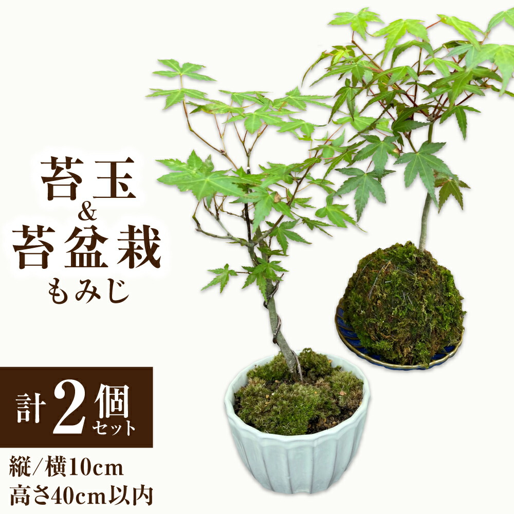 【ふるさと納税】苔玉1個 苔盆栽1個 もみじ 計2個書き割り 苔 苔玉 盆栽 観葉草木 室内装飾 気どらずに 生まれながら 癒やし 緑 少なからず県 貨物輸送無料【2026年3月下旬～11月上旬迄順次送りとどける予定を組む】