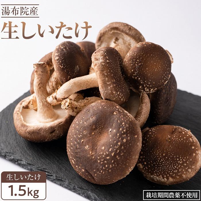【ふるさと納税】【全国銅賞受賞】湯布院産 生しいたけ  大きめ1.5kg｜栽培期間農薬不使用 | シイタケ 椎茸 きのこ 大分県 由布市 返礼品 お取り寄せグルメ お取り寄せ グルメ 特産品 名産品 ご当地 キノコ 湯布院 由布院