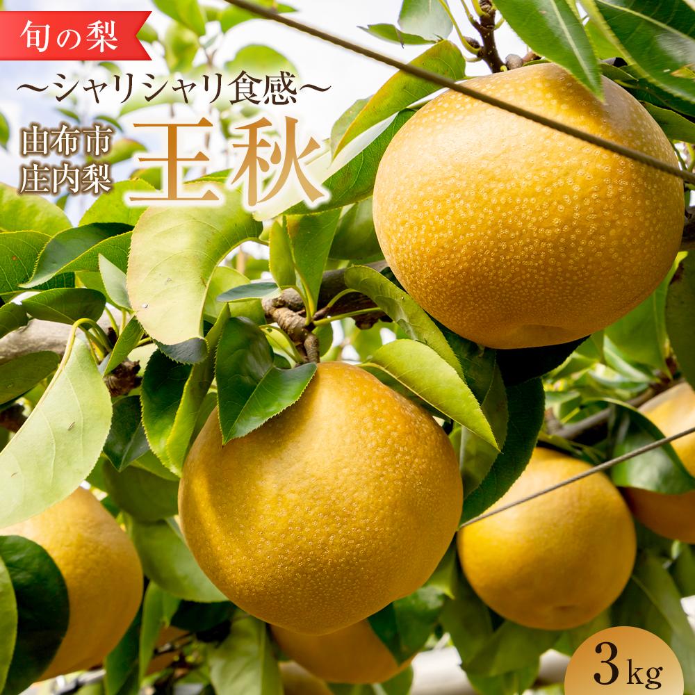 【ふるさと納税】旬の梨 王秋 3kg 庄内梨 大塚梨園＜2025年10月下旬以降発送＞ | 梨 なし 3kg 由布院 湯布院 由布市 大分県 九州 フルーツ 果物 お取り寄せ 国産 送料無料 ゆふいん おすすめ 数量限定 期間限定