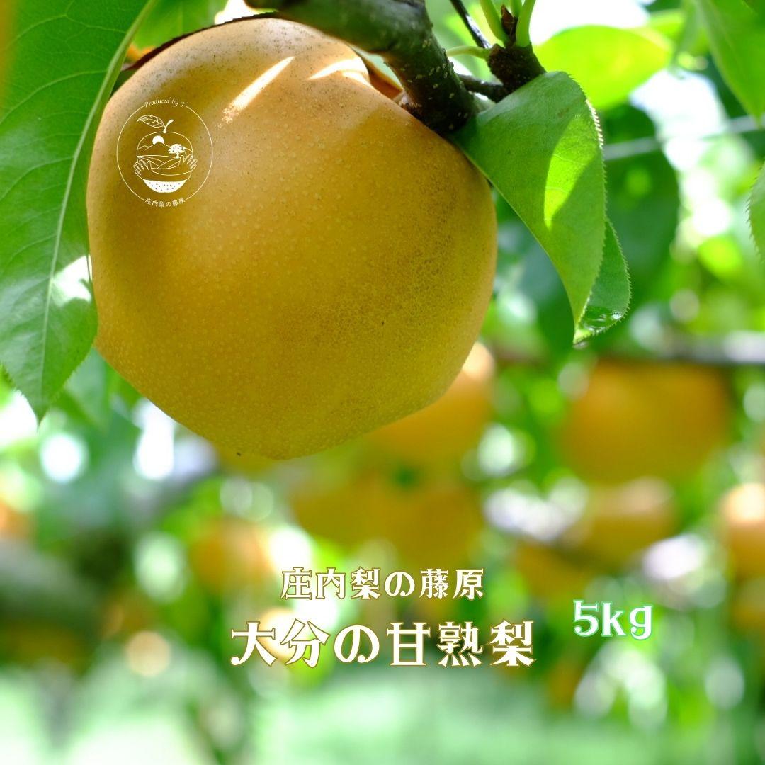 【ふるさと納税】【約5kg】自然の恵みがいっぱいの大分の甘熟梨　8月中旬から発送＜庄内梨の藤原＞ | 期間限定 数量限定 季節限定 果物 フルーツ 梨 幸水 豊水 あきづき 新高 豊里 完熟 5kg 送料無料 湯布院 由布院　ゆふいん