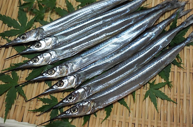 国東さよりの一夜干し 大漁1kg 大分県国東市 魚介類 水産加工品 干物 燻製 スモーク食品 ふるさと納税 加工品 輝く魚体が新鮮な証 カタログギフトも