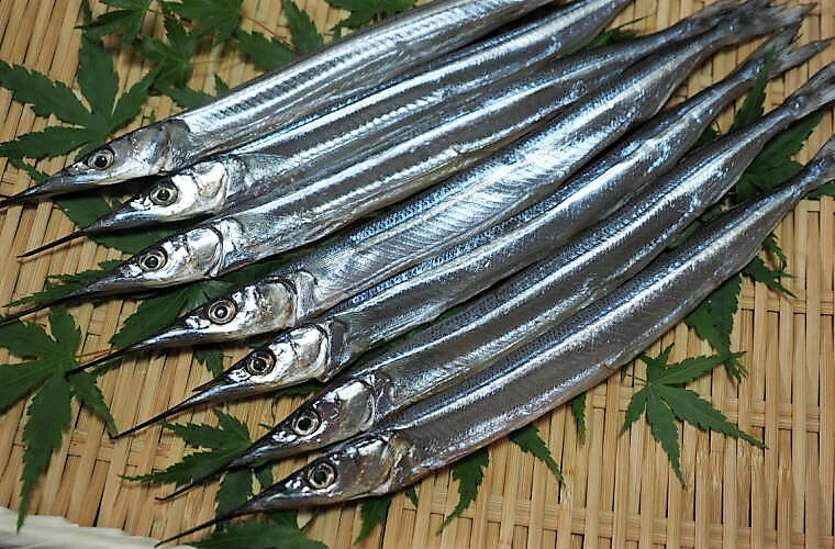 国東さよりの一夜干し 大漁1kg 大分県国東市 魚介類 水産加工品 干物 燻製 スモーク食品 ふるさと納税 加工品 輝く魚体が新鮮な証 カタログギフトも 国東さよりの一夜干し 大漁1kg 大分県国東市 魚介類 水産加工品 干物 燻製 スモーク食品 ふるさと納税 加工品 輝く魚体が新鮮な証 カタログギフトも