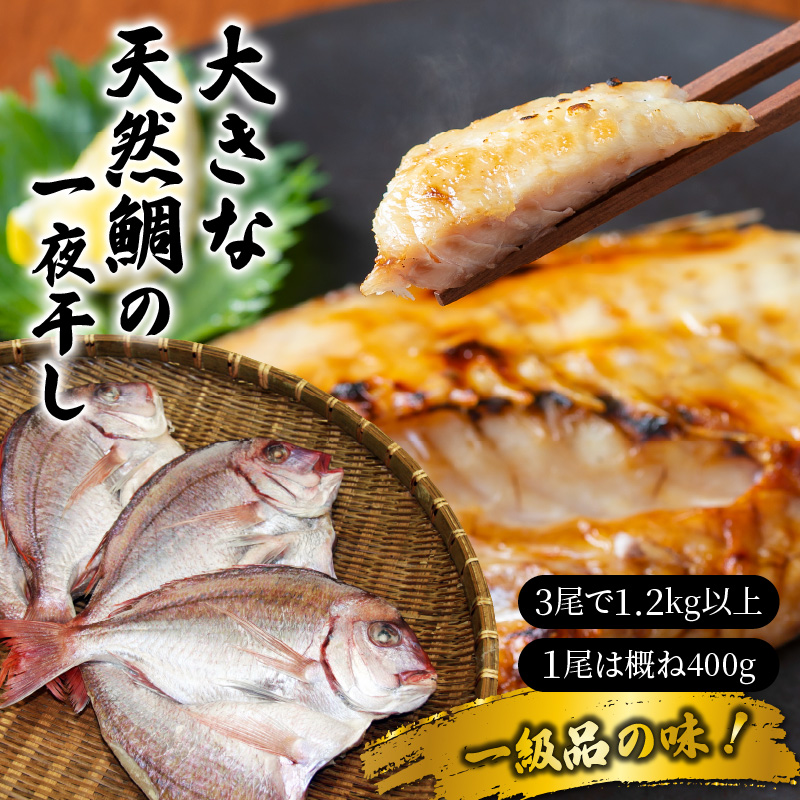 【ふるさと納税】大きな天然鯛の一夜干し/3尾で1.2kg以上