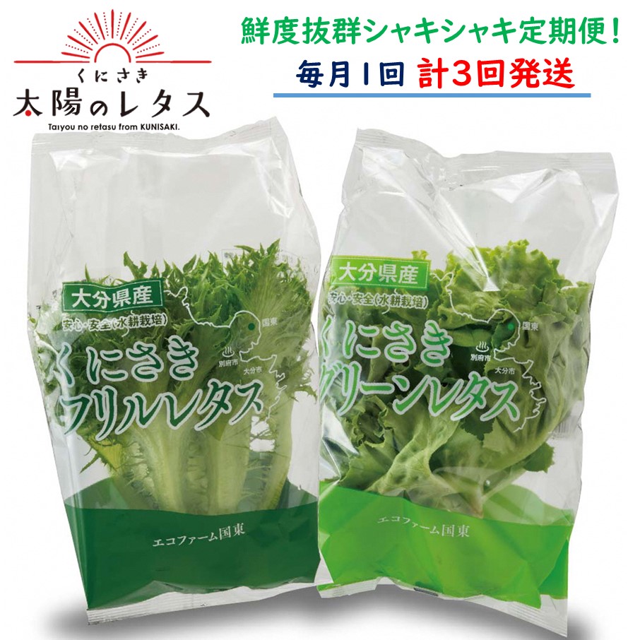 【ふるさと納税】毎月お届け！くにさき太陽のレタス定期便/計3回発送｜大分県国東市