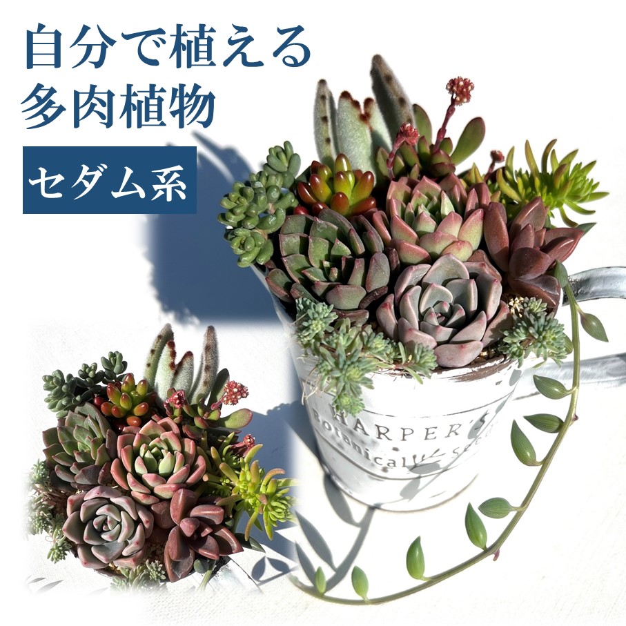 【ふるさと納税】国東市の「旬」なしっぺい返し品寄せあつめる｜今だけおすすめ商品目録