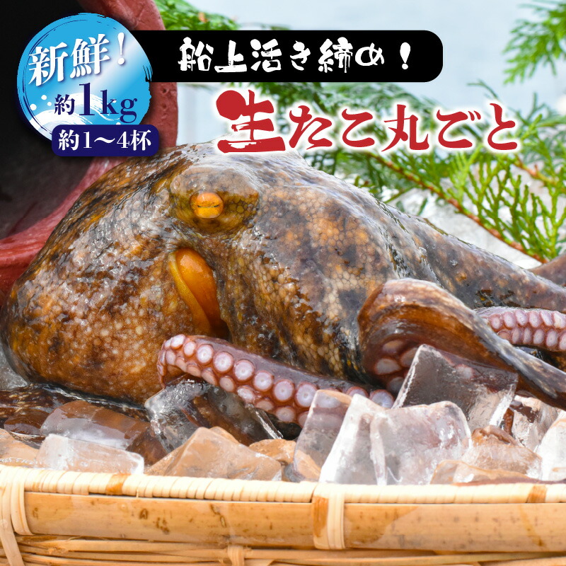 【ふるさと納税】船上活き締め！生たこ丸ごと約1kg（約1～４杯）