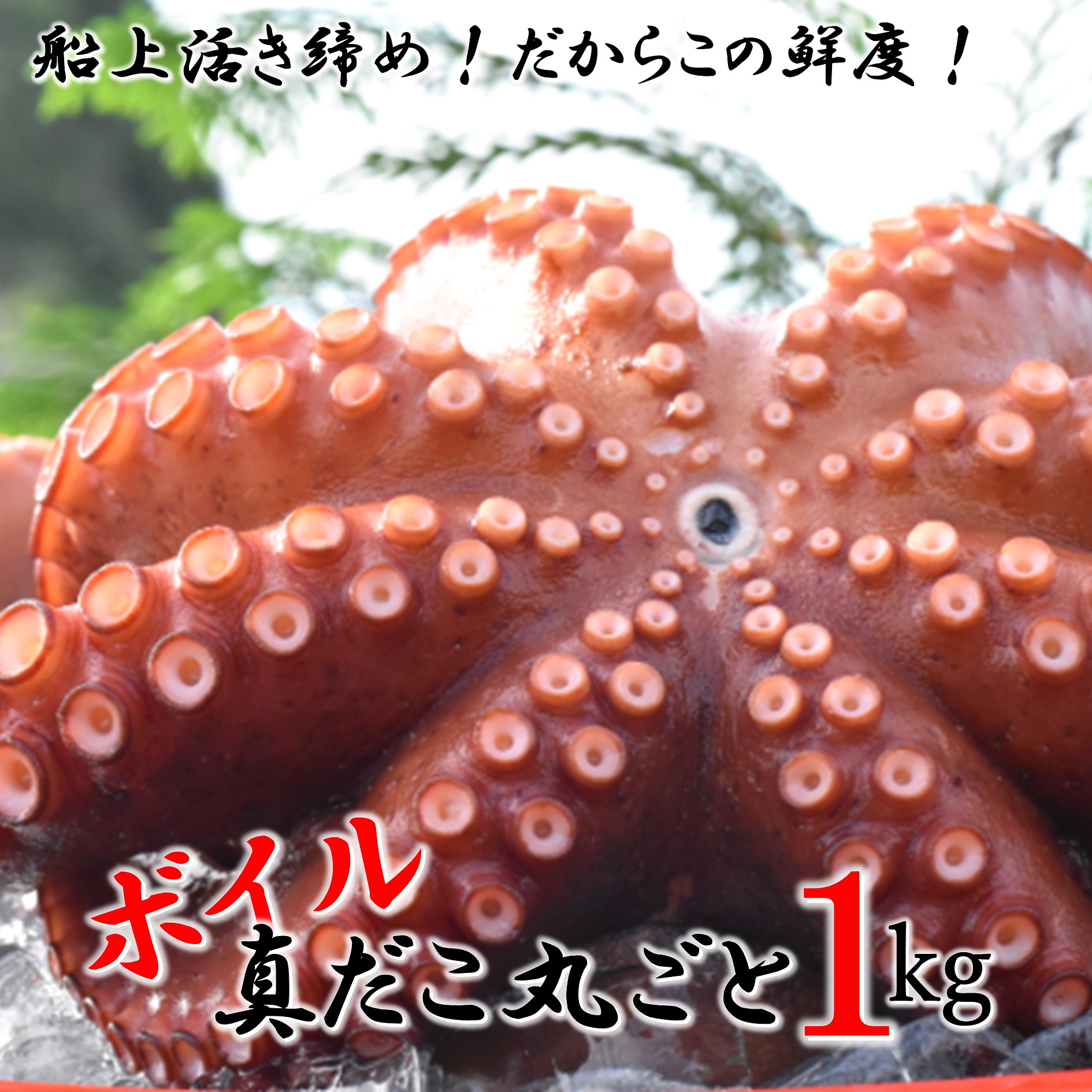 【ふるさと納税】船上活き締め！ゆでたこ丸ごと約1kg（約1～４杯）