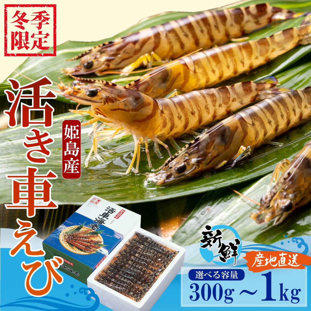 【ふるさと納税】 【期間限定】 姫島産 活き 車えび ＜選べる容量＞ 300g(6~15尾) / 500g (8~25尾)/ 1kg (15~50尾) 常温配送 お歳暮ギフト 熨斗可 【宅配ボックス不可】 えび エビ 海老 車海老 車エビ 国産 海鮮 刺身 焼き しゃぶしゃぶ養殖 大分県 姫島村 送料無料 A31｜大分県姫島村