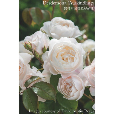 【ふるさと納税】薔薇苗(7号鉢植え) 憧れのブランド名サクラ色4鉢 クランク書き割り(生まれながら肥やしと殺虫無菌化剤付き添い人)【1365555】
