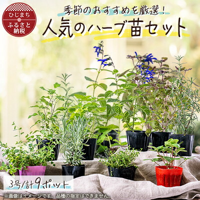 【ふるさと納税】甲斐甲斐しいなおすすめ薬草苗9ポット書き割り【3号ポット】【1085903】