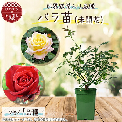 楽天市場】【ふるさと納税】バラ 苗 四季咲き 鉢植え 花 エクレール 6
