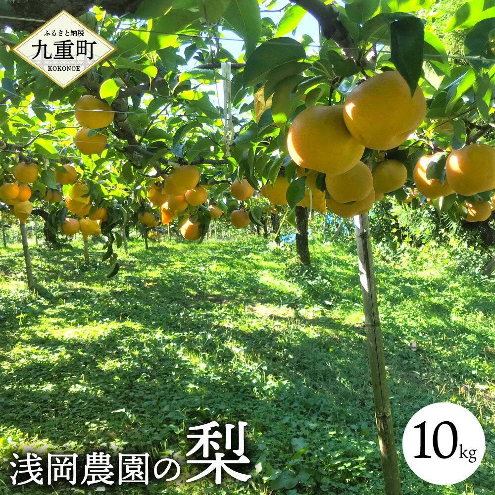 【ふるさと納税】浅岡農園の梨 10kg 梨 豊水 秋月 新高 甘太 国産 大分県産 九重町産 フルーツ 果物 くだもの 果実 冷蔵 送料無料 【2025年9月上旬-11月上旬発送予定】