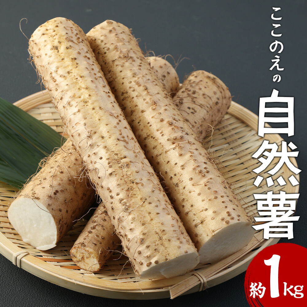 楽天市場】【ふるさと納税】《期間・数量限定》鹿児島伊佐 自然薯(約