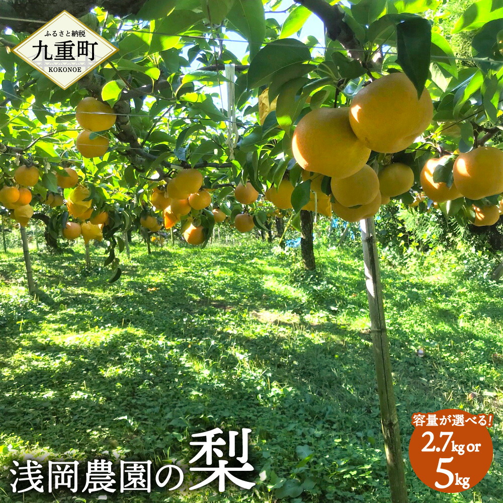 【ふるさと納税】浅岡農園の梨 〈容量が選べる〉約2.7kg または 約5kg 梨 豊水 秋月 新高 甘太 国産 大分県産 九重町産 フルーツ 果物 くだもの 果実 冷蔵 送料無料 【2025年9月上旬-11月上旬発送予定】