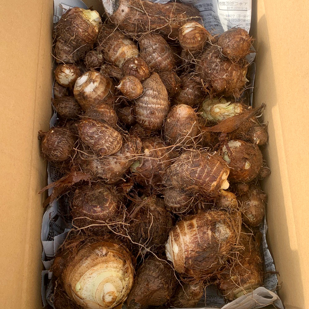 ふるさと納税 大分県産 伝統野菜 幻の里芋 またぐろ 2kg 里芋 サトイモ さといも 高原 野菜 採れたて 新鮮 九州産 九重町 大分県 送料無料 Redefiningrefuge Org