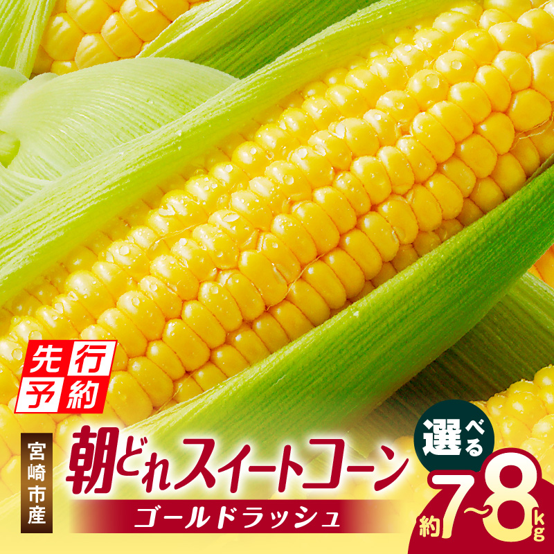 【ふるさと納税】【期間限定 ・数量限定】《選べる内容量》《2025年発送先行予約》 宮崎市産 朝どれ スイートコーン ゴールドラッシュ とうもろこし コーン 野菜 新鮮 甘い おいしい 産地直送 高糖度 グルメ お取り寄せ おすすめ 冷蔵 宮崎県産 宮崎県 宮崎市 送料無料