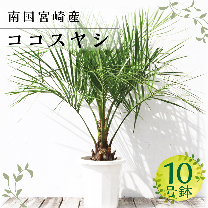 ココスヤシ　高さ70cmほど ココスヤシ 9号 樹高1m前後(鉢底から）シンボルツリー 庭木 植木