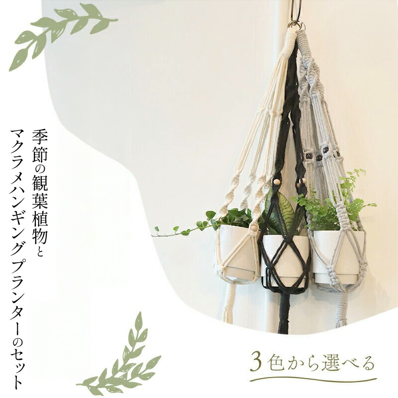 年に1度の父の日公明正大【宮崎市ふるさと納税】