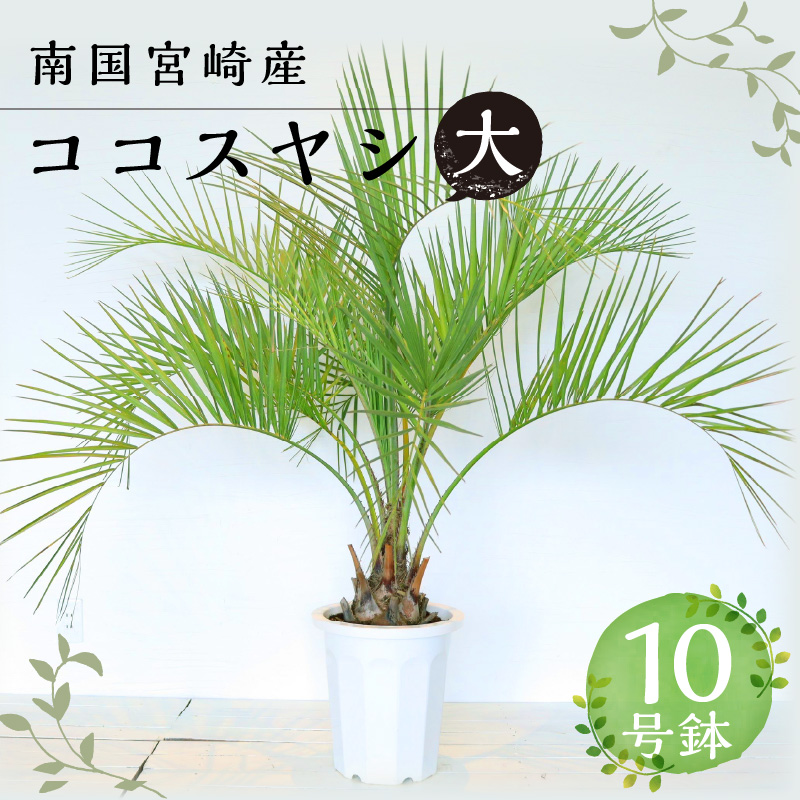 nana//7　ココスヤシ　極太幹　鉢底から130cm ココスヤシ
