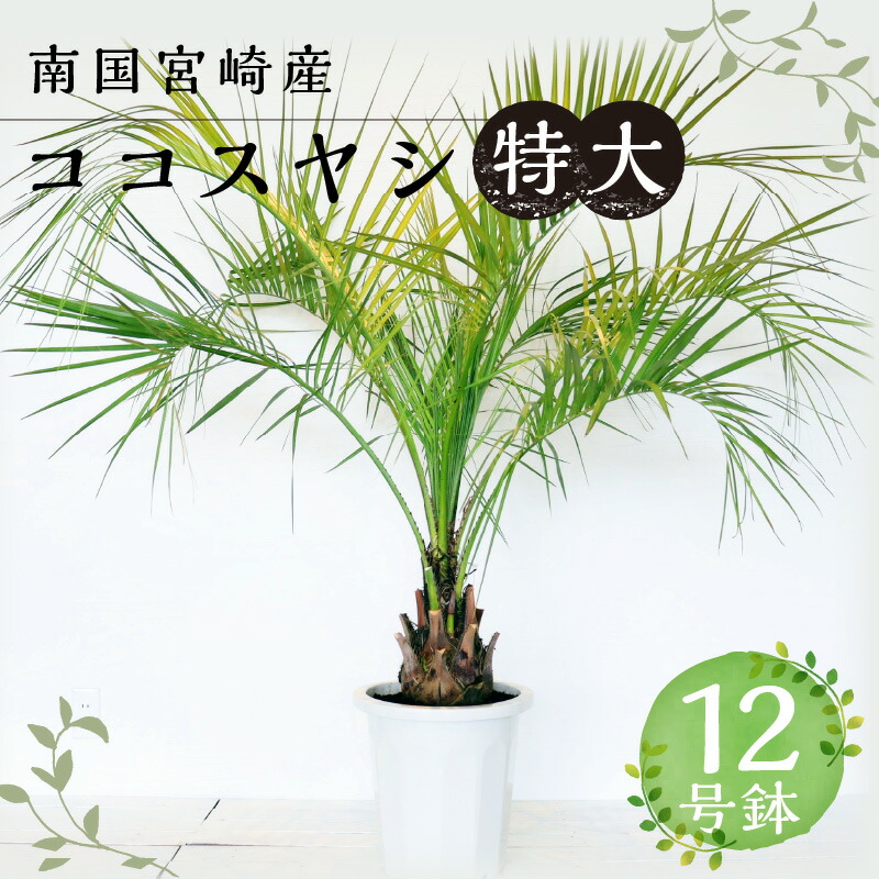 楽天市場】ヤシの木 【ココスヤシ】 ナーセリーポット植え 特大