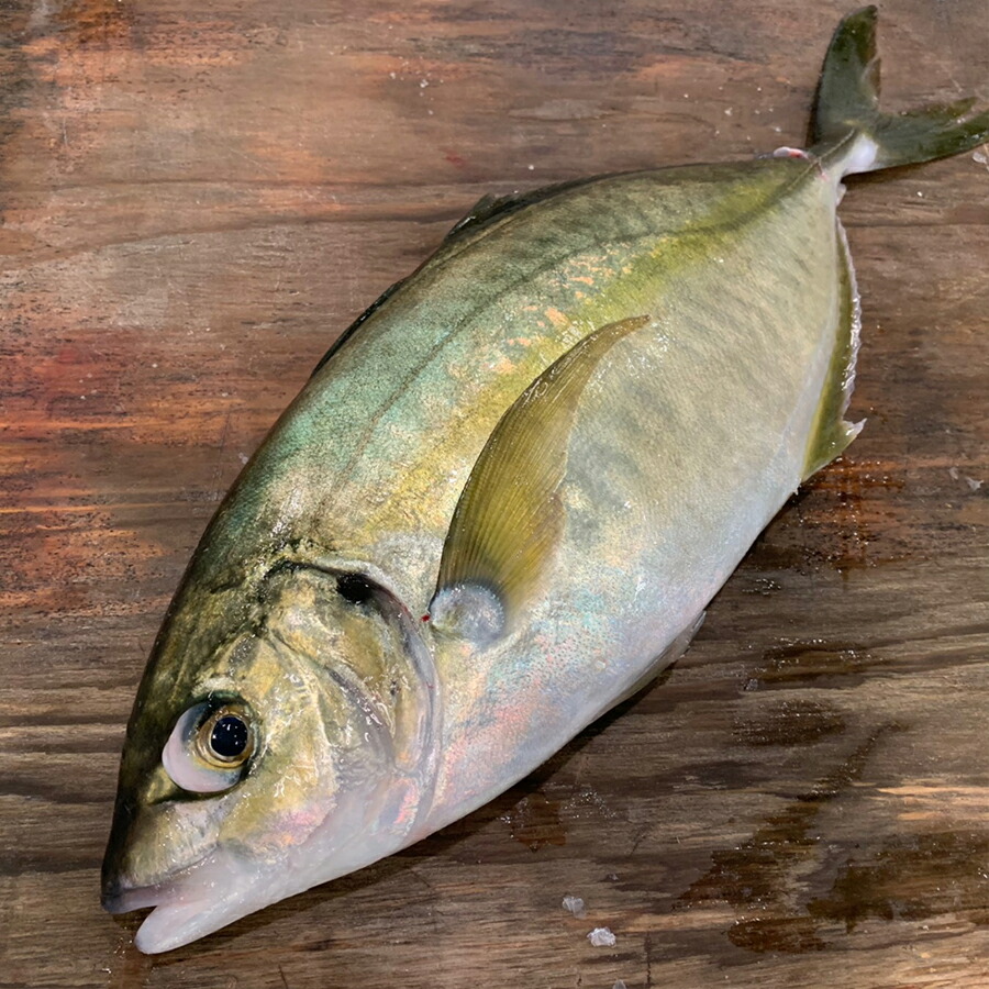 シマアジ1尾 ふるさと納税 ふるさと納税 熟成魚 アジ 魚介類 水産加工品 津本光弘 津本式 津本式 長谷川水産 津本式 津本光弘本人仕立て 宮崎県宮崎市究極の血抜き シマアジ1尾 ふるさと納税 ふるさと納税 熟成魚 アジ 魚介類 水産加工品 津本光弘 津本式 津本式 長谷川水産 津本式 津本光弘本人仕立て 宮崎県宮崎市究極の血抜き