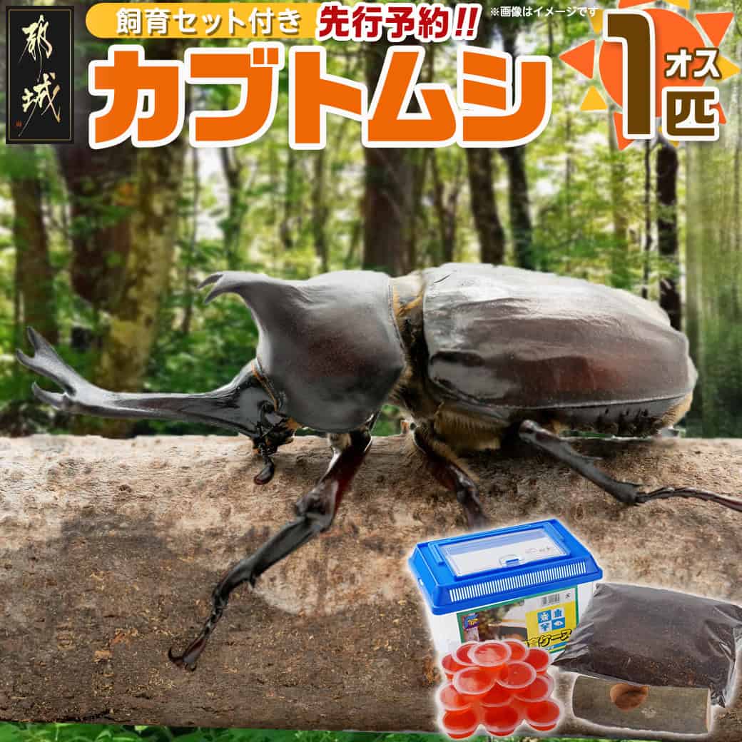 一生懸命の商行為者傍若無人！やり始める！