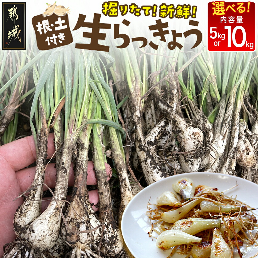 楽天市場】「 ラッキョウ 1kg(茨城県産）種根」種 国産 らっきょう 辣