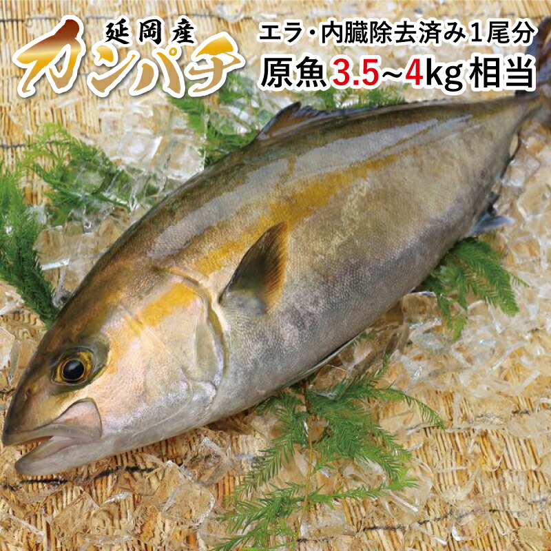 楽天市場 ふるさと納税 21年1月発送開始 B1 カンパチ 1尾 約3 5 4 0kg 刺身 焼き魚 冷蔵 宮崎県延岡市 送料無料 宮崎県延岡市